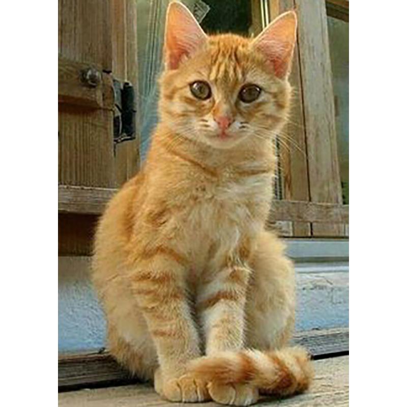 DIY 5D Diamond Painting Full Round Drill Rhinestone Cat Diamond Embroidery Animals Cross Stitch Kit Wall Art Gift Home Decor