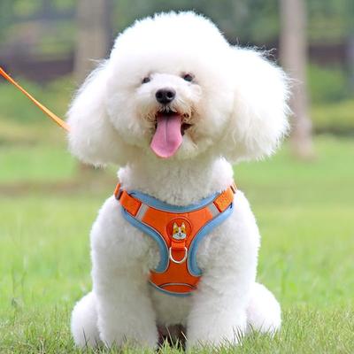 Köpek – Köpek Tasmaları ve Tasma Kayışları