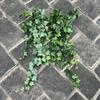 1Pc Simulation 25.6-inch Hand-feel Ivy Sweet Potato Leaf Vine Wall Hanging