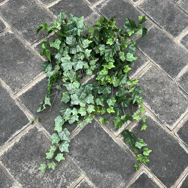 1Pc Simulation 25.6-inch Hand-feel Ivy Sweet Potato Leaf Vine Wall Hanging