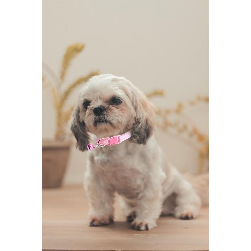 Pink Dog Collar with Bell for Small Dogs, 2-Pack Puppy Dog Collar with Bells for Girls Kitten Cat Collars Buckle for Tiny Little XXS XS XSmall Small