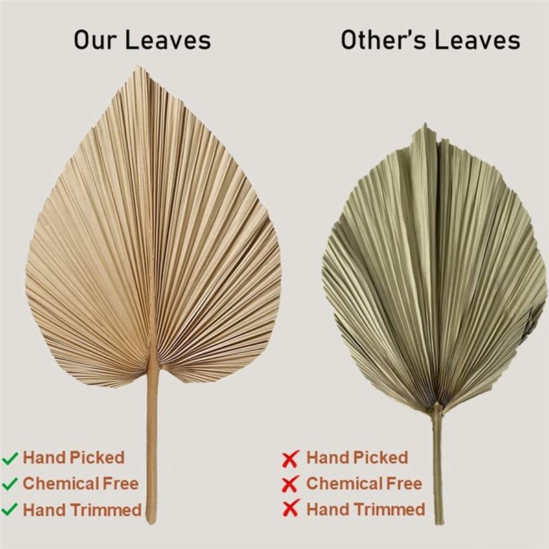 Fresh 4 Pieces Natural Dried Palm Leaves Home Furnishing Palm Leaves Perfect For Palm Leaf Decor, Boho Decor, Home Decor, Weddin
