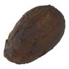 Nihon Sample Food Sample Cocoa Beans, 13mm W x 23mm H, Set of 15, 3103