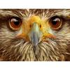 Diamant-Gemälde, Eule, Kreuzstich, Diamant-Mosaik, Tierbild, Strass-Stickerei, voller Dill-Quadrat, Heimdekoration