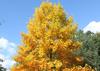SAFLAX Tulip Tree - 20 Seeds - Liriodendron Tulipifera