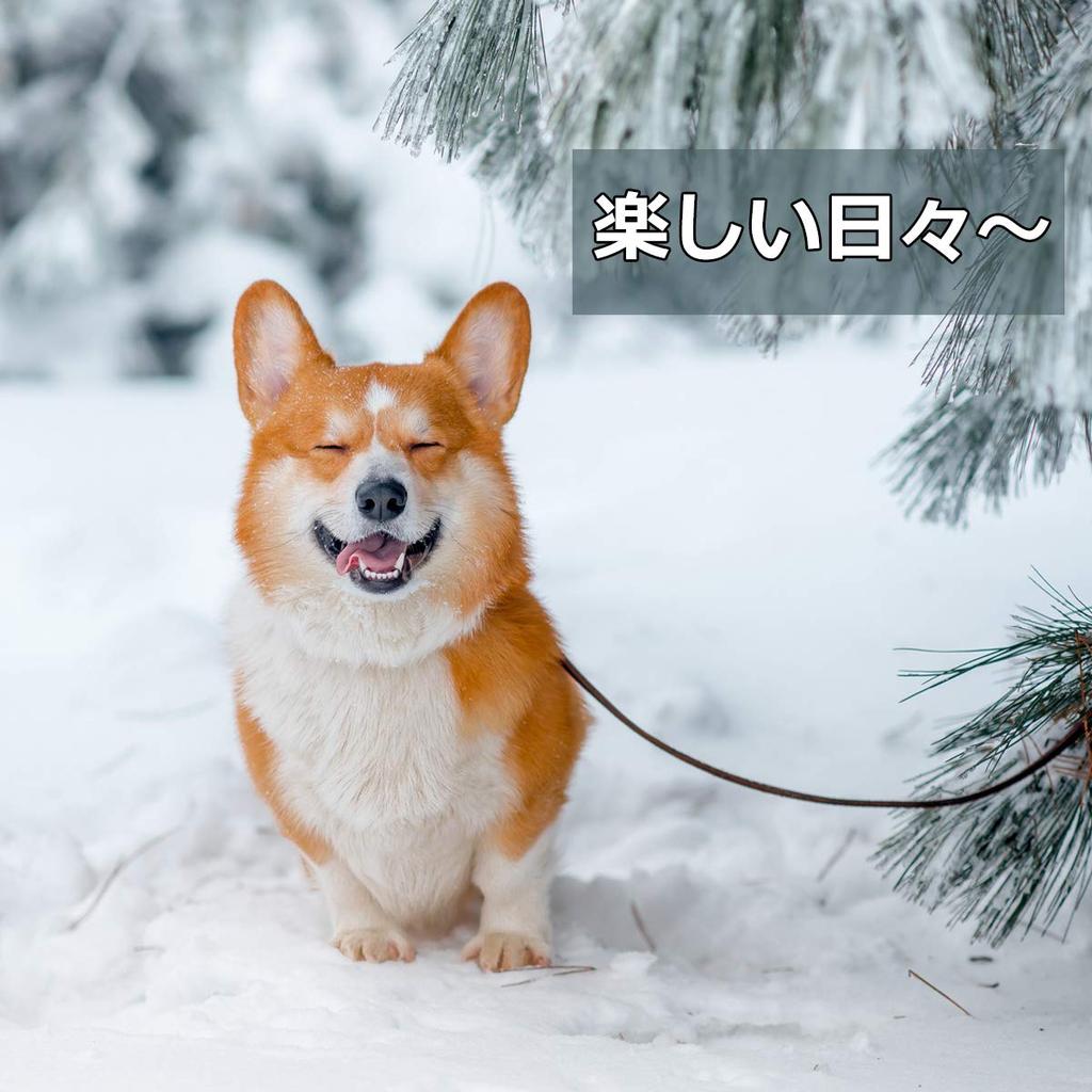OTOKU Dog Raincoat - Comfortable, High-Quality Material, Pet Raincoat, Raincoat for Small, Medium, and Large Dogs, with Hood, Breathable, Fully Waterp