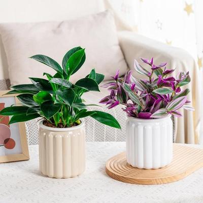 Vaso auto-irrigante in Plastica con Vaschetta Interna Vaso Fioriera Decorativo Moderno per Tutte le Piante da Casa Fiori Erbe Viole Africane