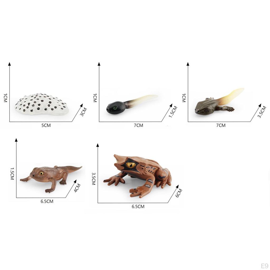 Life Cycle Animal Figures Toy Animals Cognitive Playset Science Frogs Model for