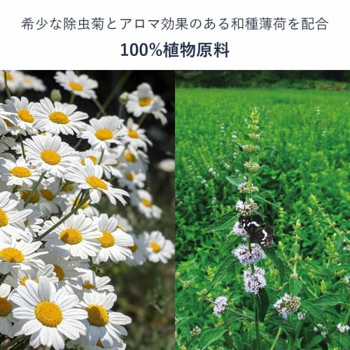 STYLE JAPAN Chrysanthemum Incense, Standard Size (10 Rolls X 3 Packs) Natural Pyrethrum Mosquito Coil, Made In Japan, Non-Chemical, Additive-Free, Ins