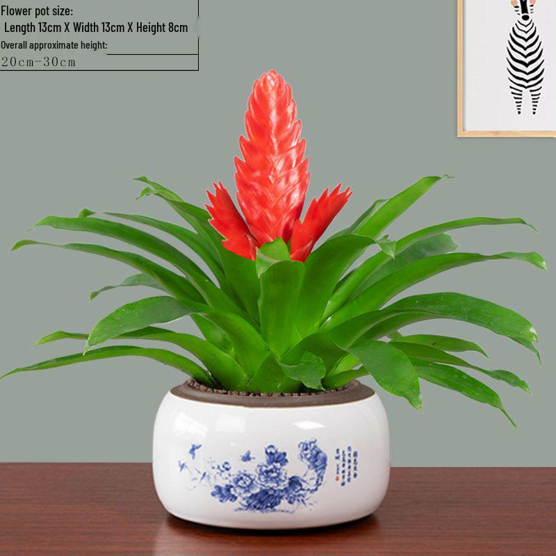 Jade Fan: Indoor Easy-Care Green Plant for Wealth & Blooms