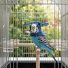 Windproof Parrot Cloak Cozy Bird Flight Cap Cute Bird Role Play Clothes  Cosplay