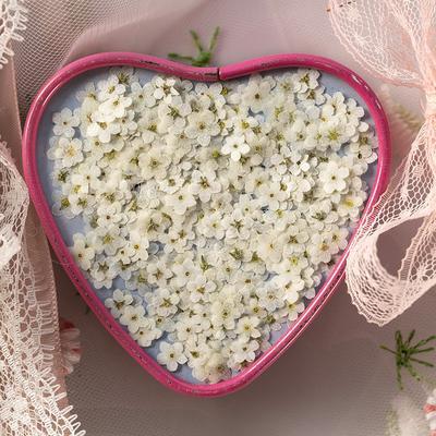 Fiore Essiccato Myosotis Sylvatica Fiore Fai da Te Colla a Goccia Fiore Pressato Nail Art Sapone Candela Carta Fabbricazione Decorazione Artigianale