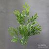 Asparagus Fern & Willow Buds Greenery for Wedding Decor & Landscaping