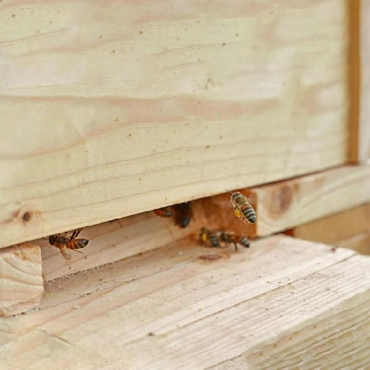 Bees Hives Entrance Reducer Beekeeping Tool Ventilation Control Safety Accessory Wooden Bees Supplies Maintain Warmth 12pcs