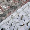 Xuanshi Camouflage Anti-Drone Net