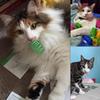 Colorful cat spring toy - suitable for indoor cats and kittens to play, chase, bite - interactive and rich toys, safe plastic