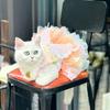 Puppy Gown Fluffy Pet Princess Dress Breathable Soft Dog Wedding Skirts Creative Tulle Skirt Dog Rainbow Butterfly Dress Summer