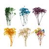 Pressed Leaves Dried Flower Embellishments for Scrapbooking Jewelry Making Resin Crafts Small Natural Floral Art