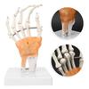 Hand Joint Skeleton Model Detachable Human Hand Teaching Model with Base