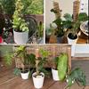 Grow Upwards Moss Pole Sturdy Moss Sticks Durable Plant Support Stakes  Indoor Climbing Plants