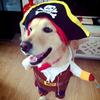 Huisdier Piraat Transformeer Honden Kleding Set Piraat Transformatie Teddy Hond Kleding Halloween Kostuums