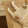 Cat Chair Elegant Sturdy Cat Rocking Chair Sisal Cat Lounge Chair Pet-Friendly Multi-Functional Cat Scratcher Cat Scratch Chair