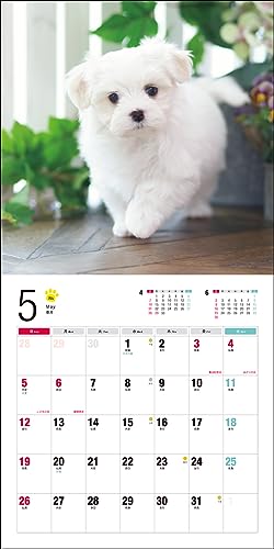 2024 Calendar Maltese (Seibundo Shinkosha Calendar)