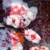 Bloody Damaged Bear Doll with Realistic Wounds PP Cotton Texture for Gothic Themed Event and Spooky Home Displays