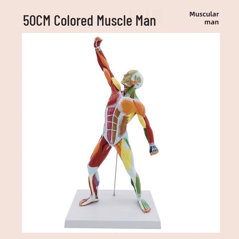 50CM Colored Human Full Body Muscle Anatomical Model
