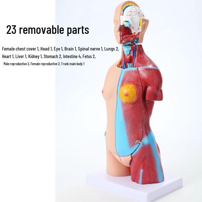 45CM Human Torso Anatomy Kit: 23-Piece Unisex Medical Teaching Model with Assembleable Organs.