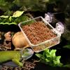Anti-Escape Reptile Food Dish Reptile Food Water Feeding  For Chameleon Iguana Lizard Snakes