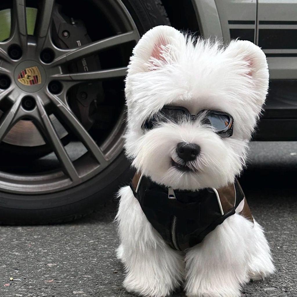 Autumn Leather Vest for Small Dogs & Cats with Leash Attachment