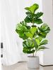 Albero Ficus Artificiale Grande 70-135cm Piante di Gomma Finte Ramo Foglie di Fico di Plastica per Decorazione Casa Giardino Interno Esterno