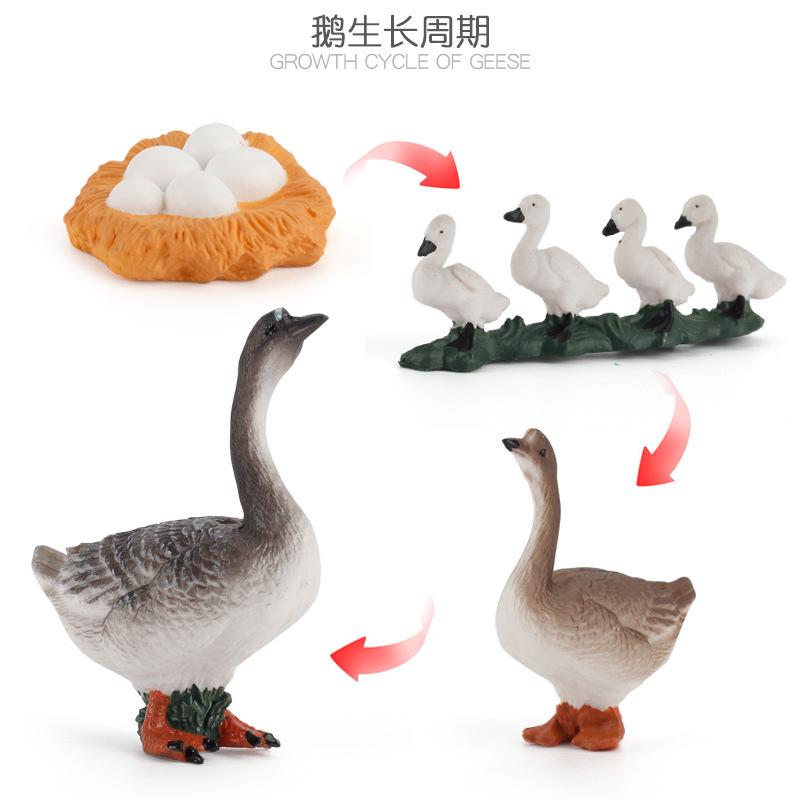 Life Cycle Board Montessori Kit Biology Science Education Toys For Kids Sensory Tray Animal Figure Life Cycle Sorting Wooden Toy