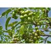 spa hinoki Shea Butter 75g Refined (Ecocert certified)