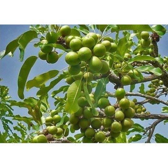 spa hinoki Shea Butter 75g Refined (Ecocert certified)