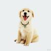 Ethnic Style Bells dog Necklace Decor Puppy Grooming Accessories