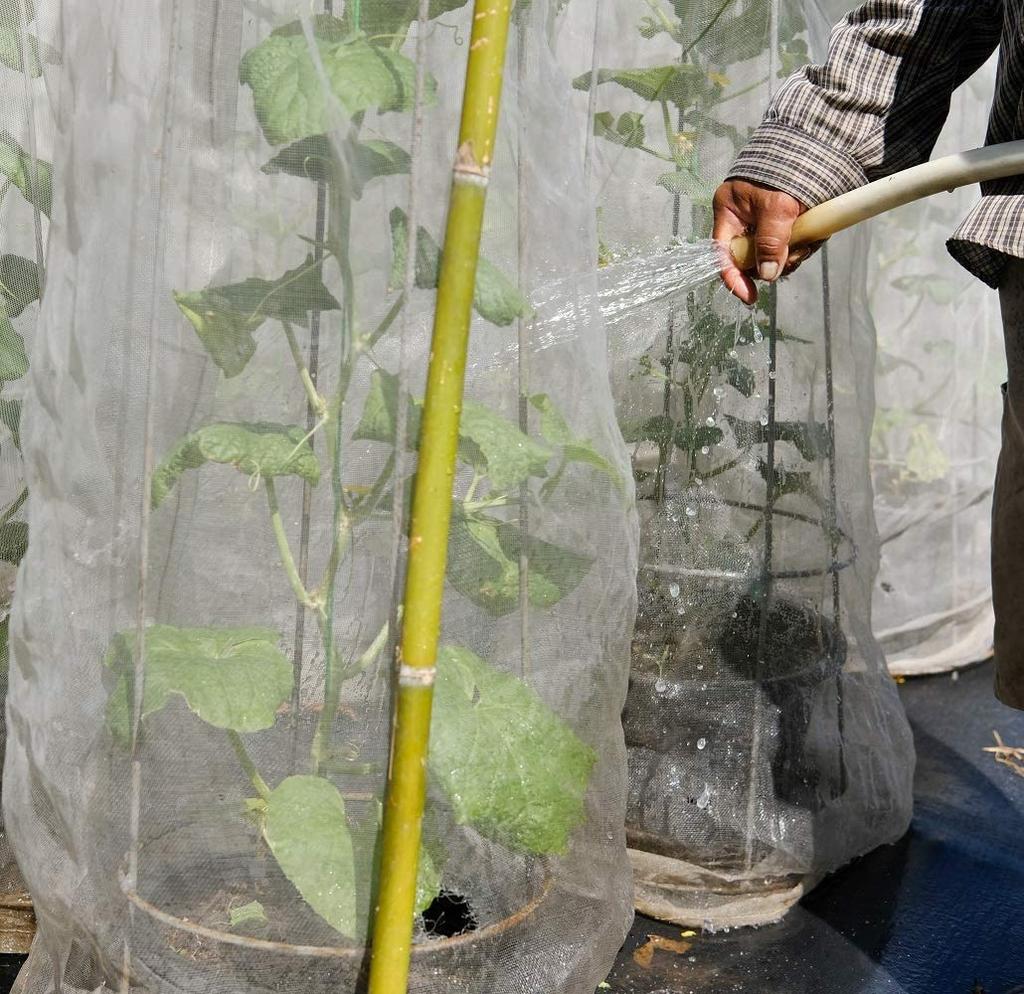5/10m 20-500Mesh Insektenschutznetz Gemüsepflegeabdeckung Pflanzenabdeckungen Garteninsektennetz Anti-Vogel-Netz Windows Obstnetze