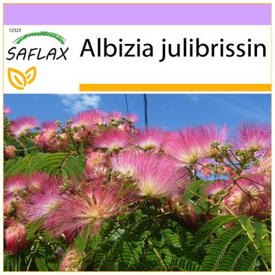 Perzische Albizia - 50 zaden - Albizia julibrissin