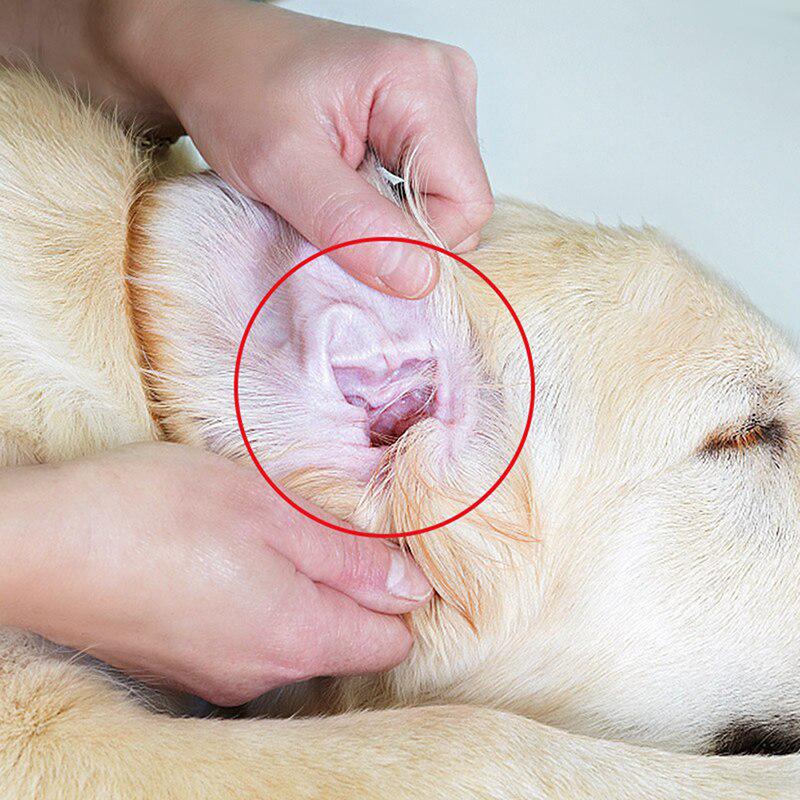 labrador ear drops