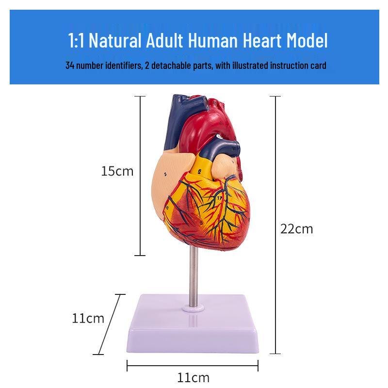 

Большая анатомическая модель человеческого сердца с 34 отметками для обучения медицинской ультразвуковой диагностике Natural Large Heart - 34 Markings