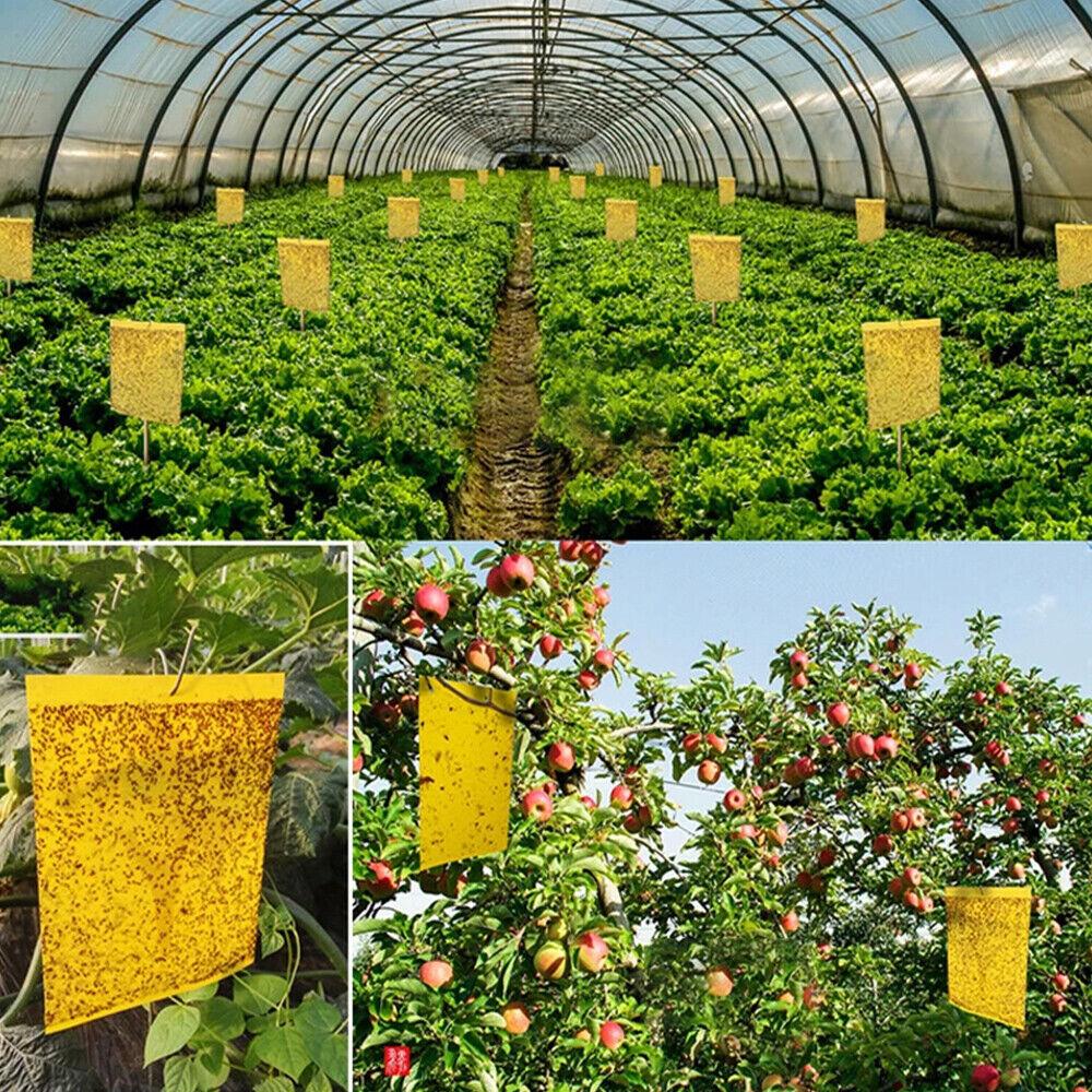 50x Klebefalle Fruchtfliegen Fliegenfalle Insekt Gelbe Klebefallen Klebefliegenpapier