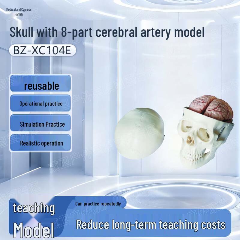 Human Skull with 8-Part Cerebral Artery Model