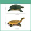 Modelo de Tortuga de Agua Dulce de PVC con Detalles Realistas para Entusiastas de las Mascotas