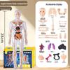 3D Educational Human Body Model with Skeleton & Organs for Kids
