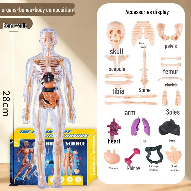 3D Educational Human Body Model with Skeleton & Organs for Kids