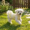 Pet Vest Outfits Breathable Pet Tank Top Lightweight Princess Style Dog Dresses Sleeveless Floral Lace Dog Vest Summer