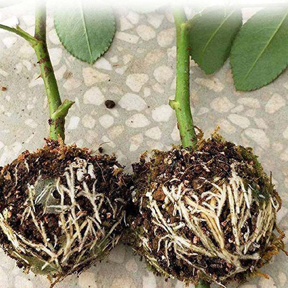 5/10/20PCS Plant Rooting Device Grow Grafting Box High Pressure Propagation Ball 5/10/20PCS Plant Rooting Device Grow Grafting Box High Pressure Propagation Ball