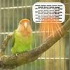 Metal Chew-Proof Wire Bird Cage Heater No Light Bird Warmer Compact Parrot Warming Lights  Winter