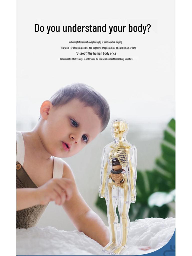 Kids' Educational Human Anatomy Model: Assembled Skeleton & Organ Teaching Aids.